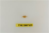 藏品(拉氏清溪蟹)的圖片